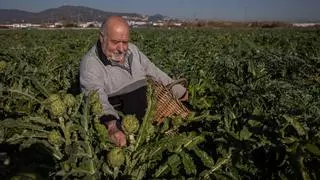 Tomates, lechugas y alcachofas pierden terrenos en Catalunya