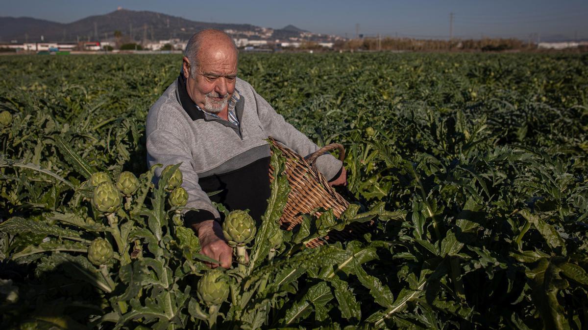 Esteban recoge alcachofas en su huerto de Sant Boi, que luego irán directas al negocio que tienen en el mercado de Galvany.