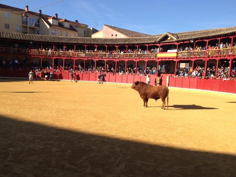 Toro de cajón y encierro urbano en Toro