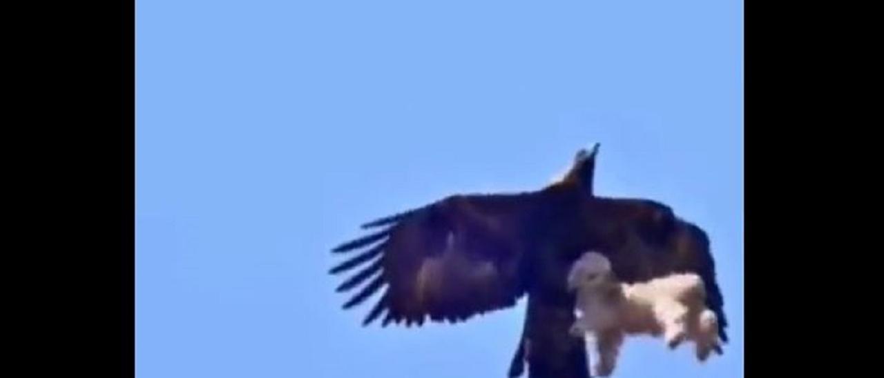 Perros | Vídeo Viral: Un águila atrapa un can y se lo lleva volando