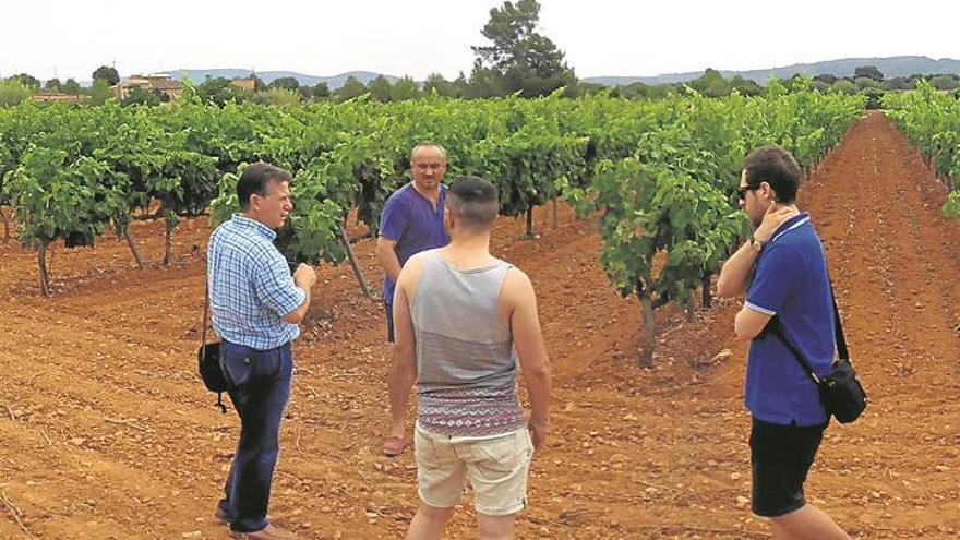 Bodega Les Useres, en plena fase de la vendimia