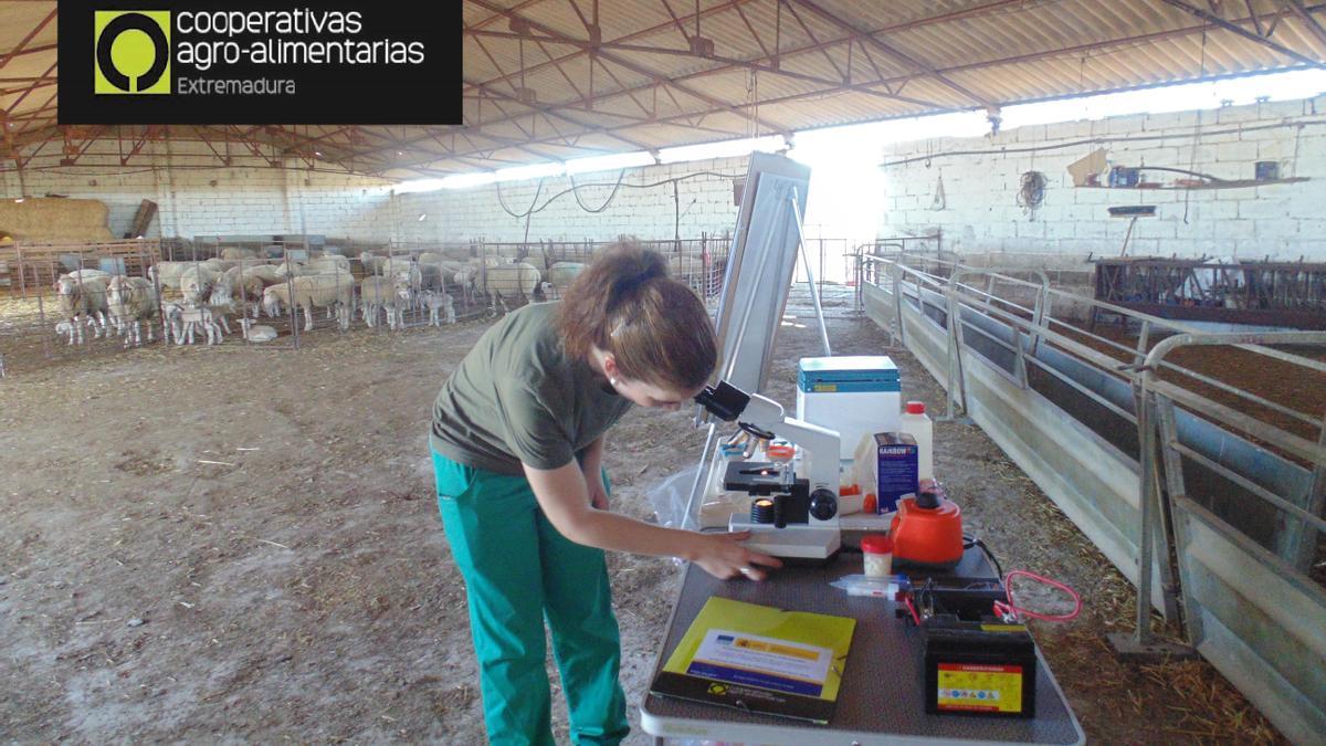 Una cooperativista realiza análisis in situ en una explotación de ovino.