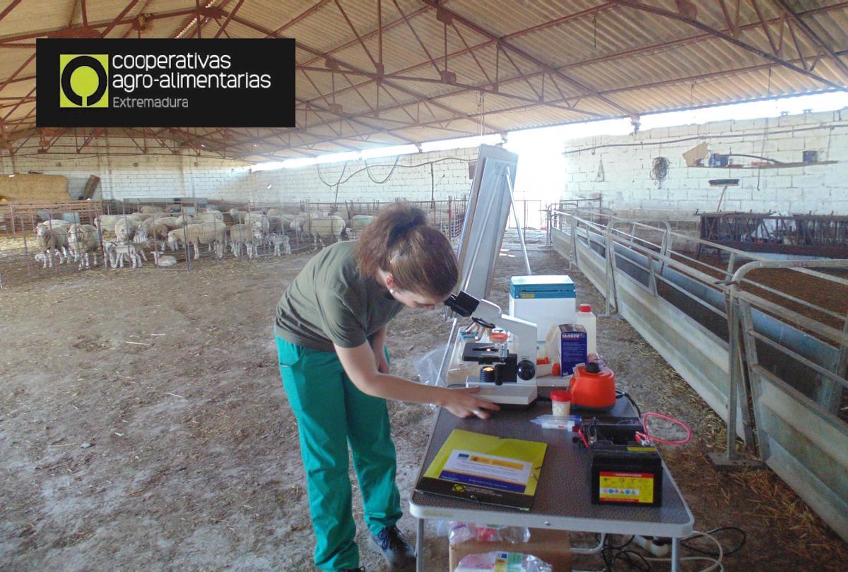 Una cooperativista realiza análisis in situ en una explotación de ovino.