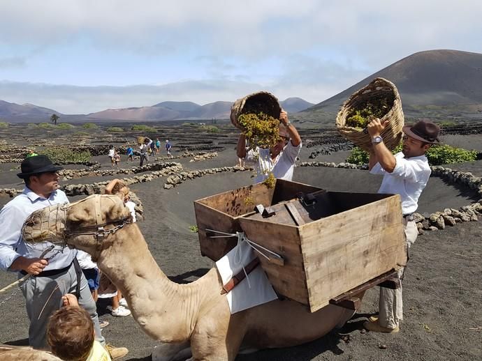 Vendimia Tradicional de La Geria