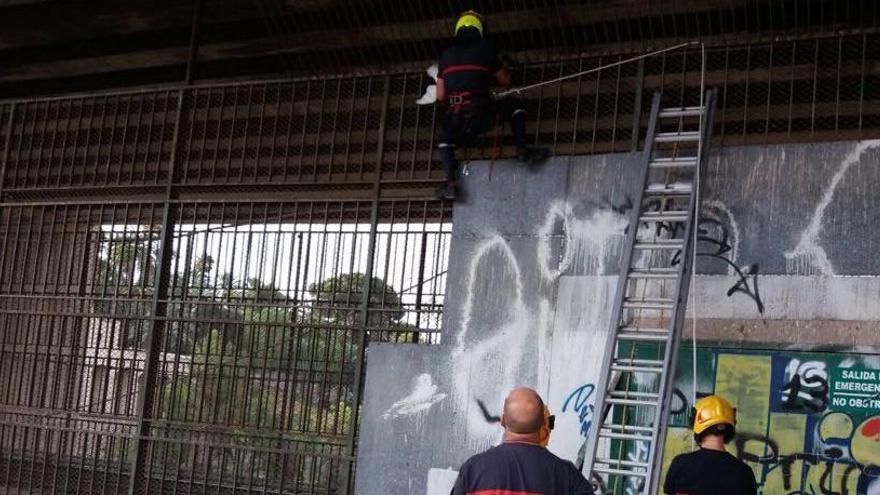 Un instante del rescate de la paloma