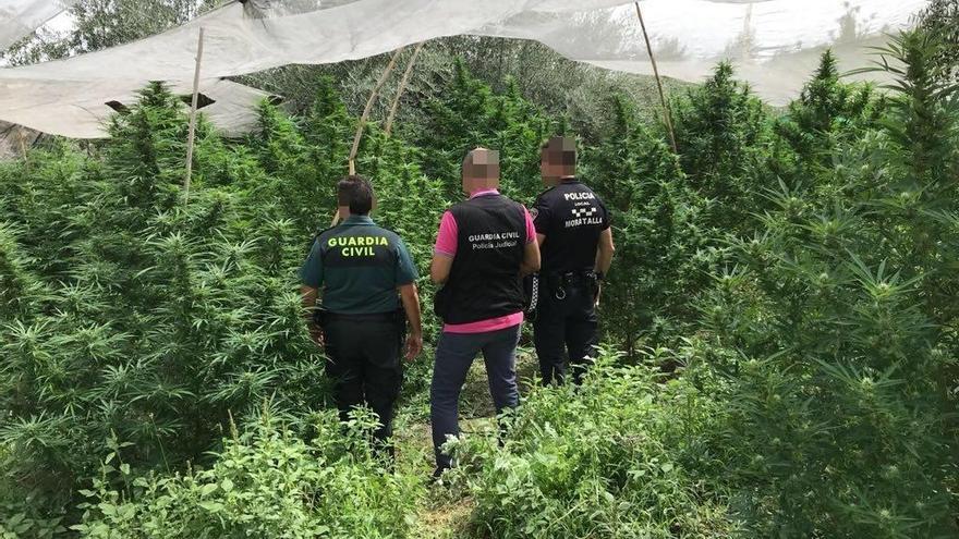 Agentes de la Guardia Civil y Policía Local inspeccionan la plantación