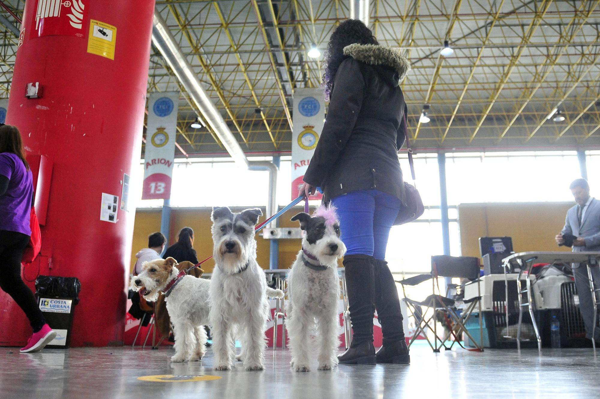 Amor por los animales en IFA