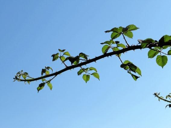 Sommerblumen