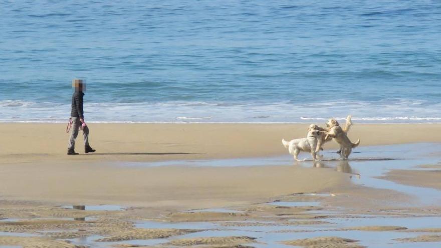 La presencia de perros en las playas es una amenaza.