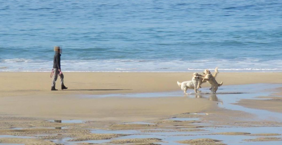 La presencia de perros en las playas es una amenaza.