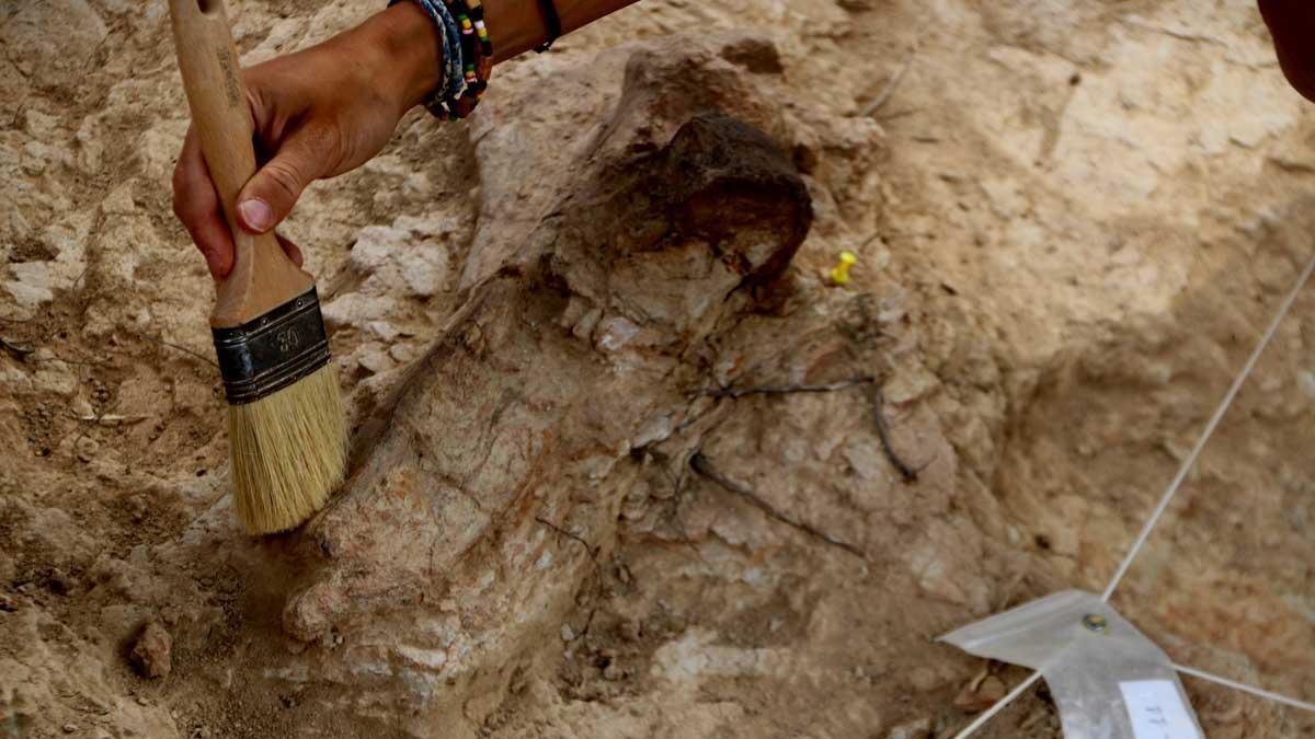 Restos del fósil de rinoceronte encontrado en el yacimiento de los Casots, en Subirats.