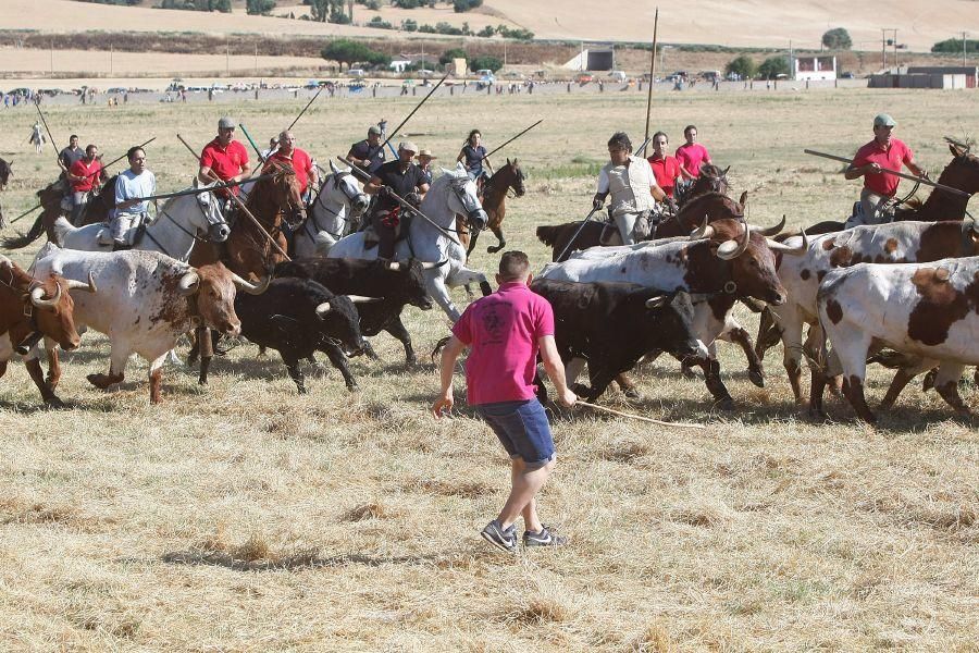 Fiestas en Zamora: Segudos espantes de Fuentesaúco