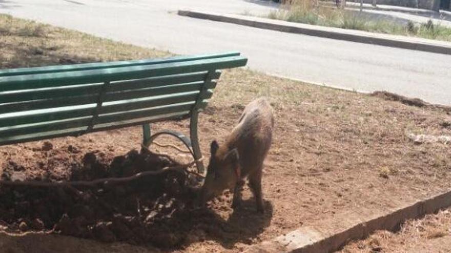 El porc senglar, lligat en un banc de la plaça de la Comunitat de Preveres