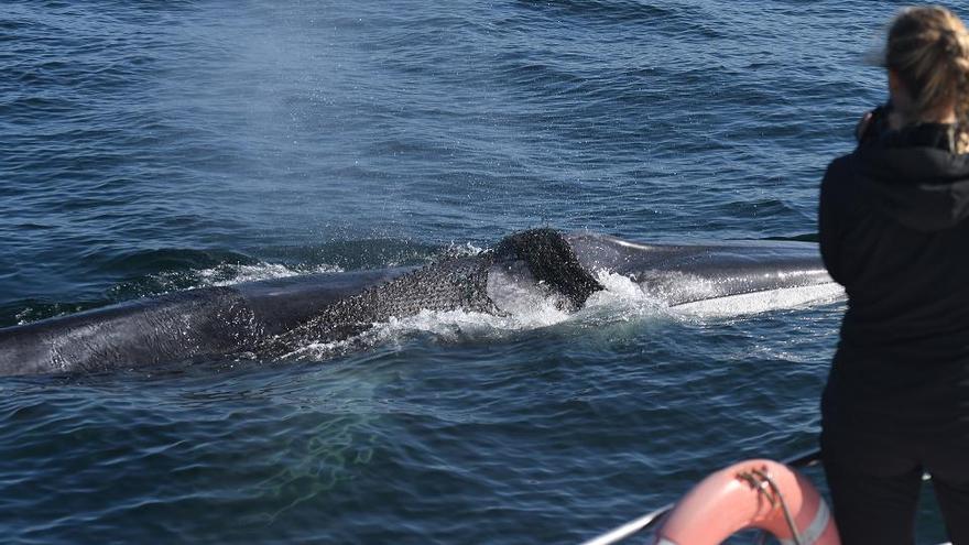 La ballena avistada por el BDRI con la red envuelta en su cabeza.