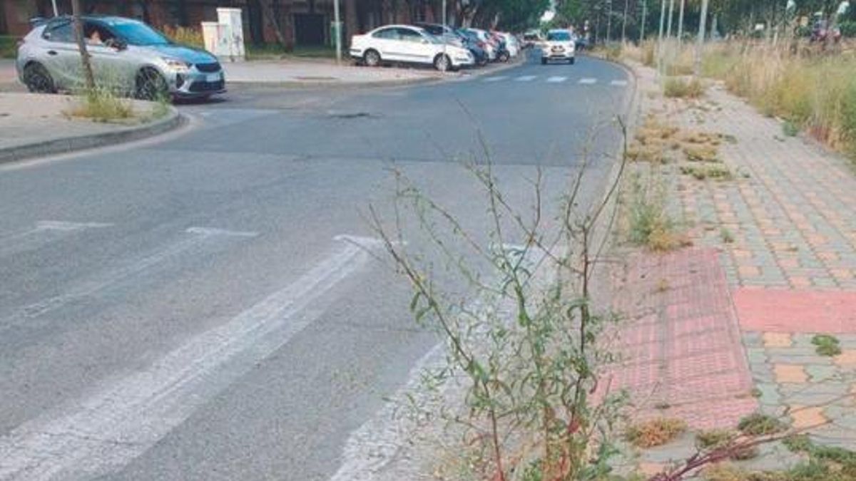 Hierbas en la acera de una calle de Córdoba.
