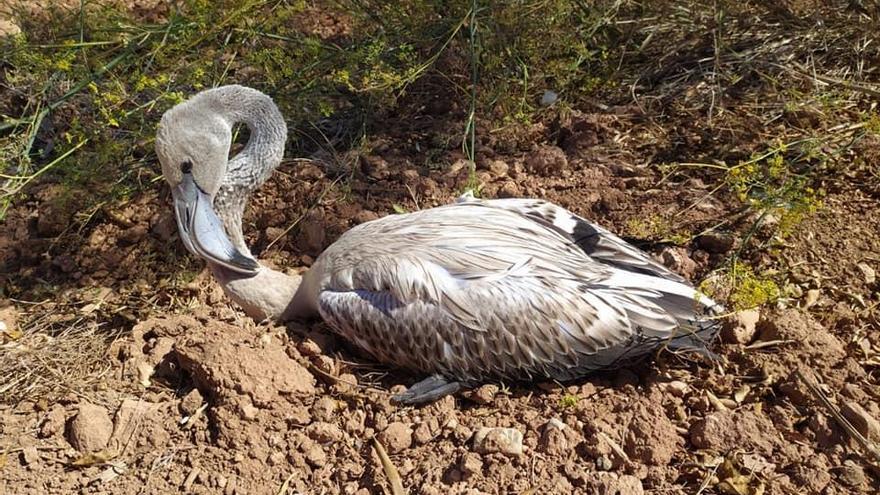 El ejemplar hallado en el campo en Cartagena, que finalmente ha fallecido.