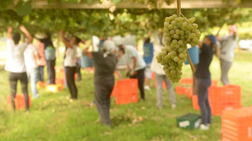 Labores de vendimia en una bodega. / Noe Parga