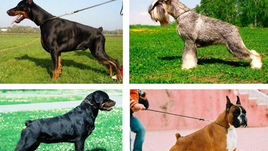 Doberman, Schnauzer, Rottweiller, Boxer.