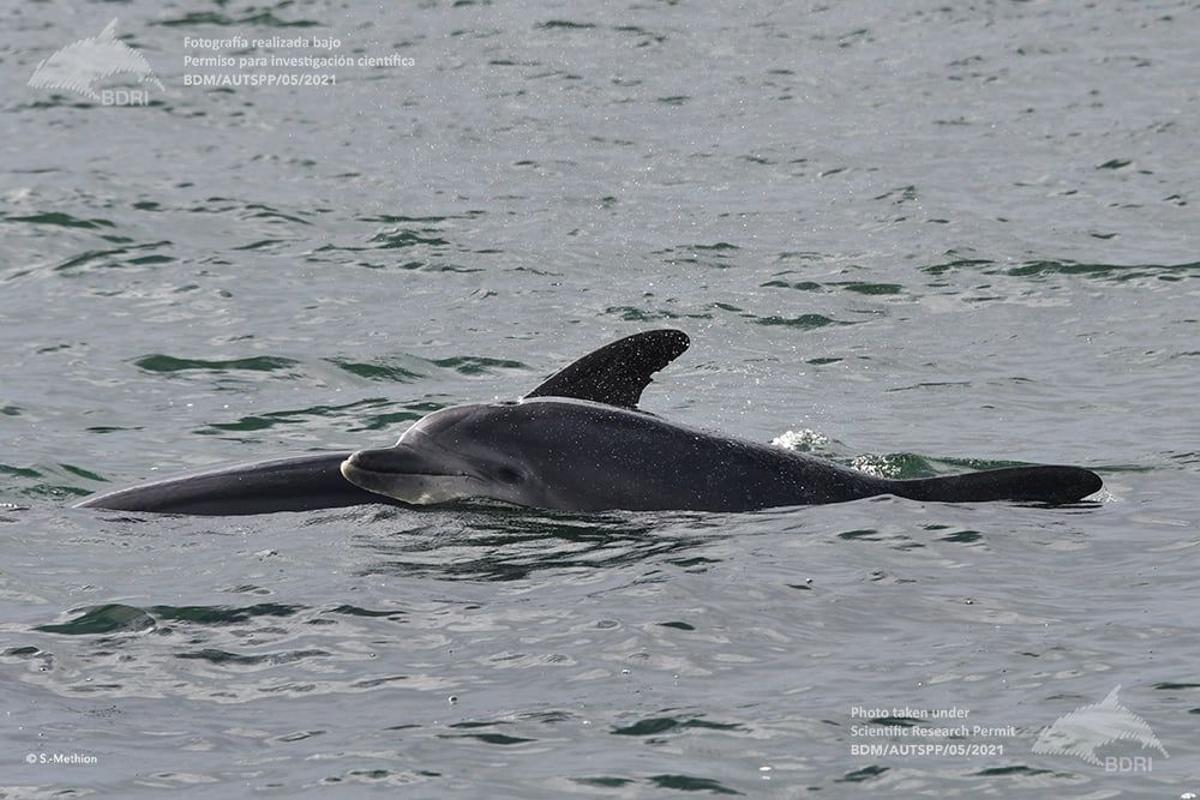 El estudio de los delfines se intensifica y genera refrescantes imágenes