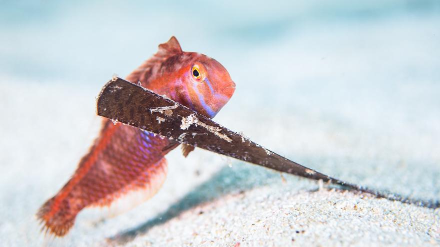 Mare-Fotopreis: Die besten Bilder aus der Unterwasserwelt vor Mallorca