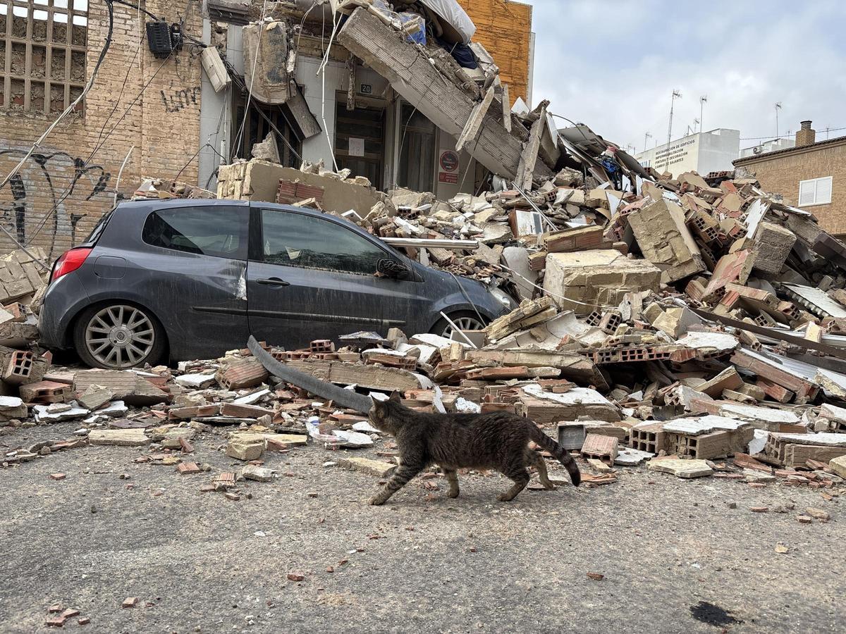 Un gato callejero pasando por el edificio derrumbado de Benetússer.