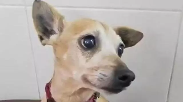 El gos abandonat sota la pluja a la protectora d'animals de Manresa