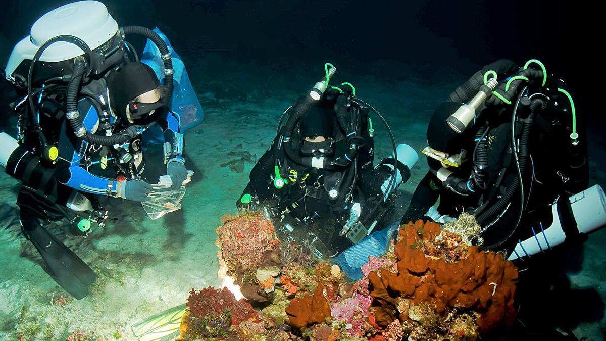 Un equipo de tres buceadores en plena extracción de biomasa del ‘Aplidium albicans’, encontrado en los fondos de los islotes de las Pitiüses. 