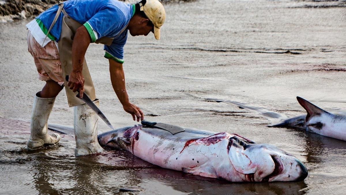 Tiburón capturado