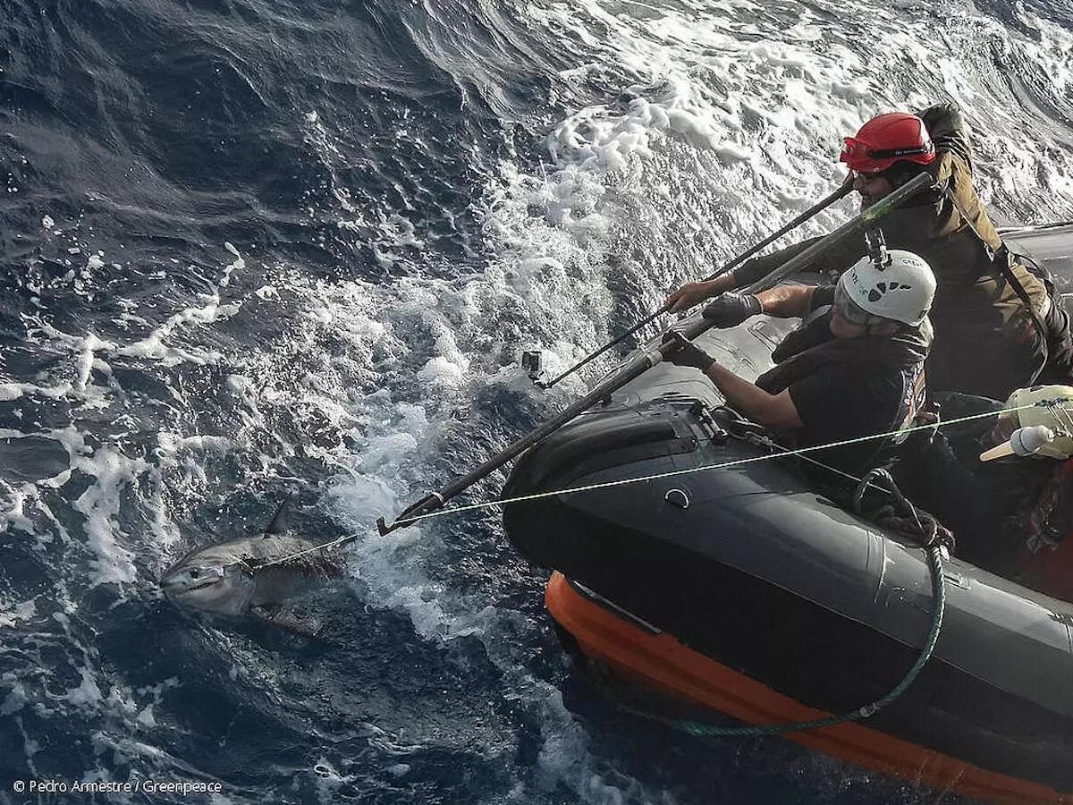 Activistas cortan las líneas de pesca que atrapó a un tiburón.