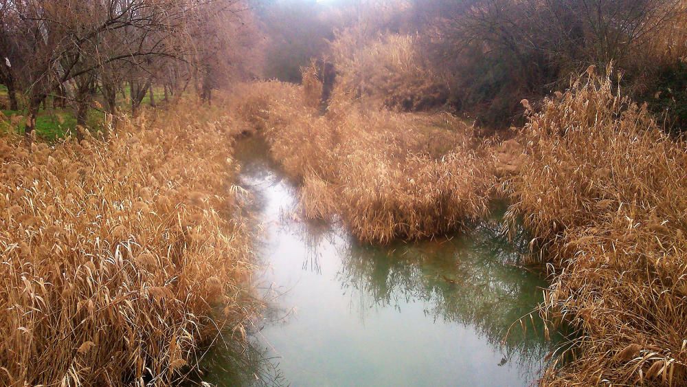 Resclosa. La resclosa de Sant Joan, plena d’encanyissat, deixa el riu amb poca aigua per alimentar el canal.
