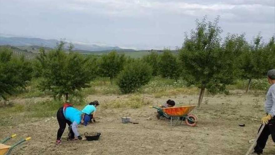 Baena y Castro del Río colaboran en la excavación del anfiteatro