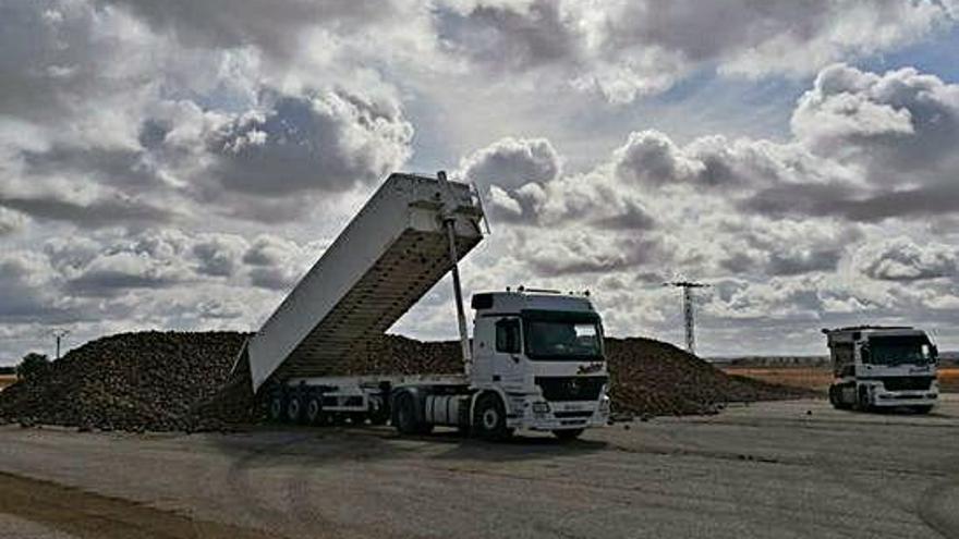 Transportistas descargan remolacha en la campa de acceso a las instalaciones de la fábrica toresana.