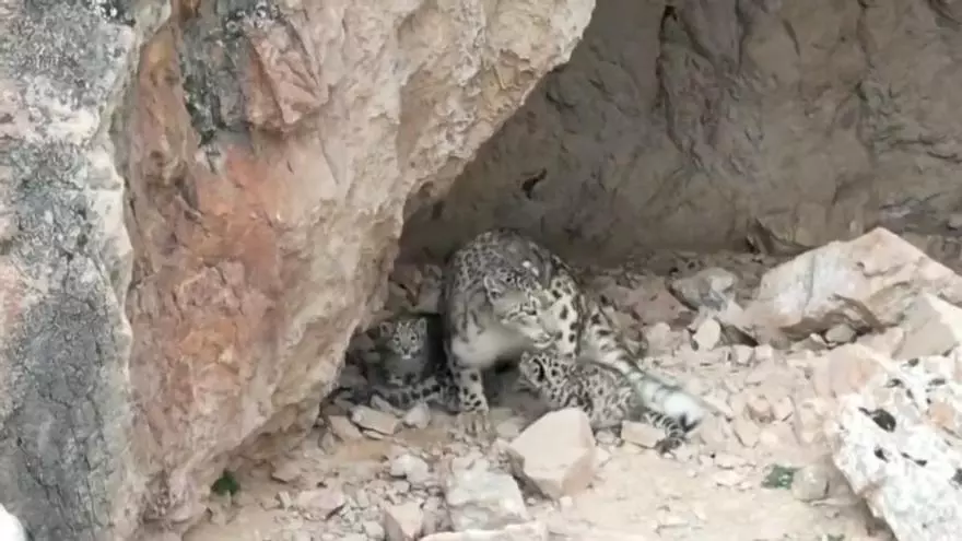 Una leopardo de las nieves sorprende junto a sus tres cachorros en China