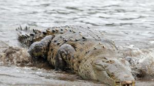 Un cocodrilo en una playa.