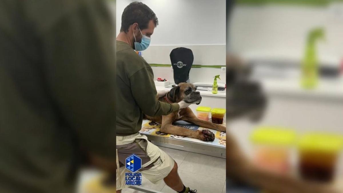 La sorprendente recuperación del perro 'Drago' tras ser maltratado en Arrecife