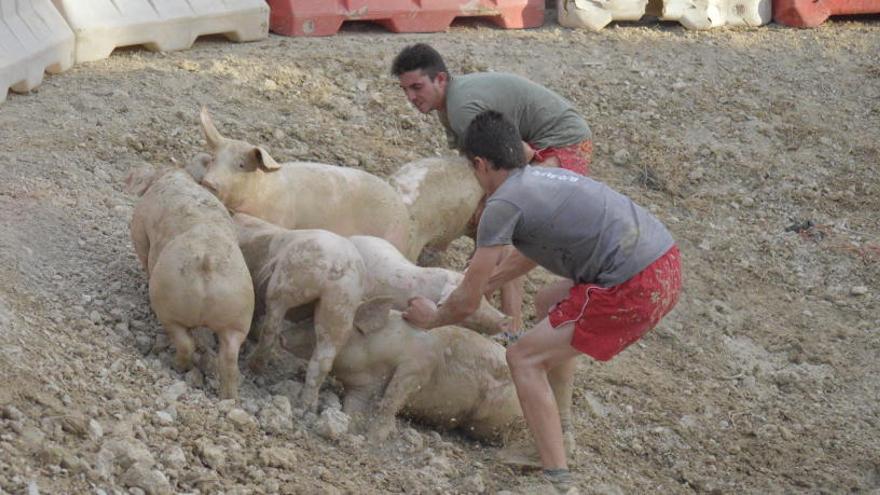 Celebración del festejo en 2015, el último año que se pudo hacer con cerdos.