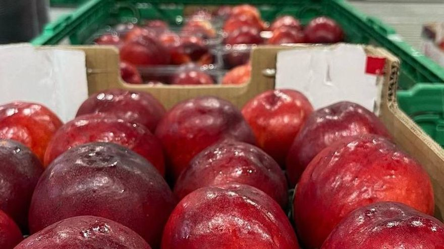 Los agricultores de Don Benito, preocupados por la falta de mano de obra