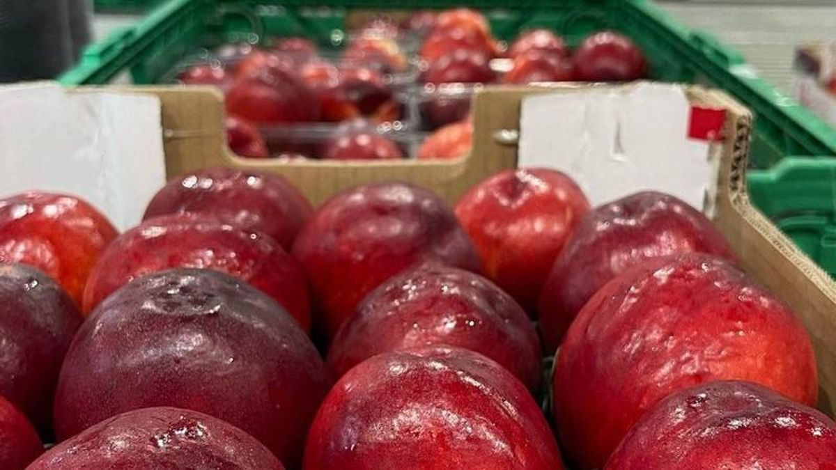 Campaña de fruta en una central hortofrutícola de Don Benito.