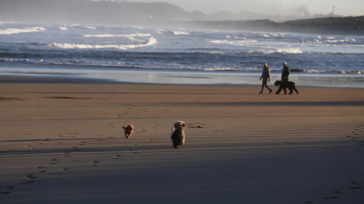 Perros en la playa de Salinas.
