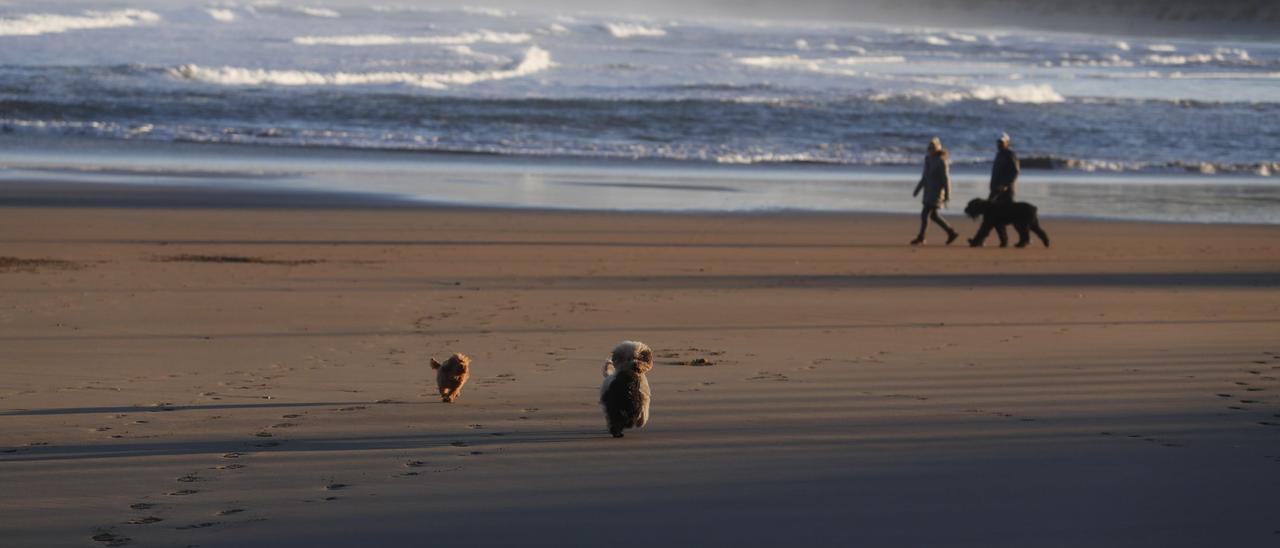 Perros en la playa de Salinas.