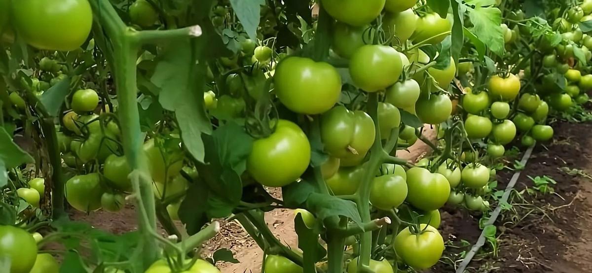 Los científicos quieren aplicar el descubrimientos a más cultivos