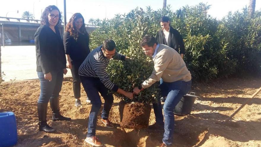 Plantación del laurel de Navidad