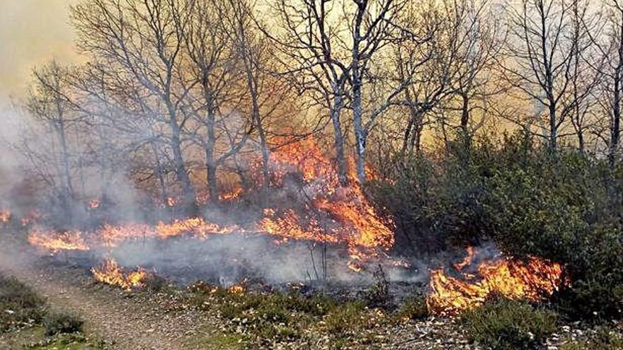 Uno de los incendios surgidos en los últimos días quema una zona de árboles y monte bajo en Aliste.