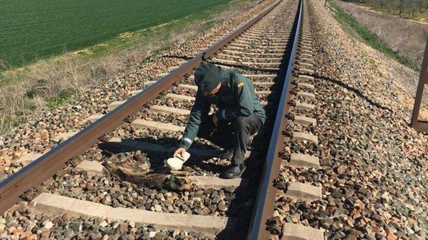 Las condenas por maltrato animal y delitos ecológicos se disparan en una década