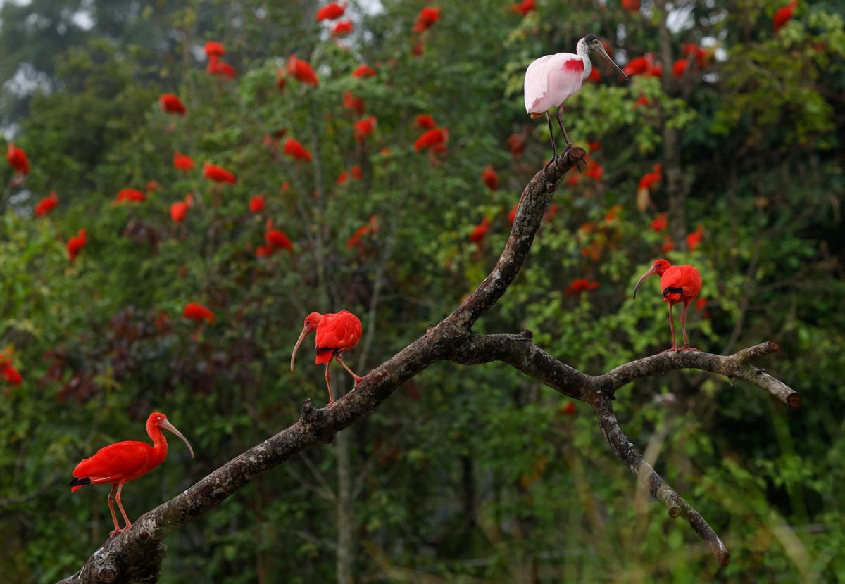 Singapur estrena el parque Paraíso de los pájaros