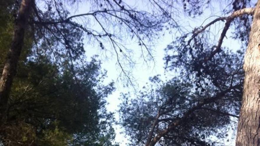 Algunos pinos del paseo de la ermita del Niño serán talados.