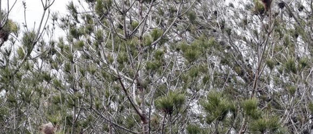 Alzira retira en apenas tres meses 1.400 bolsones de procesionaria en parques y jardines