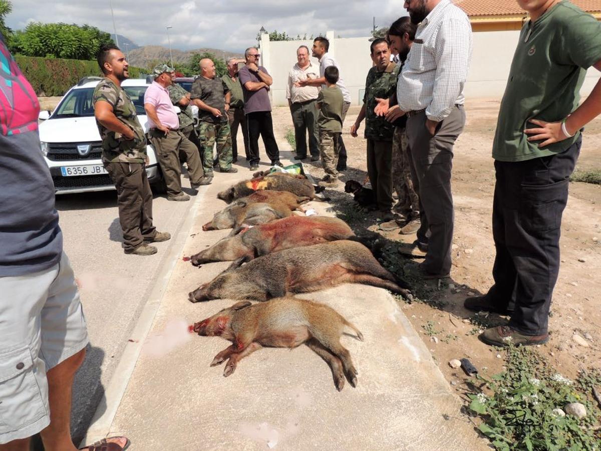 Los jabalíes cazados durante una batida en zona rural.