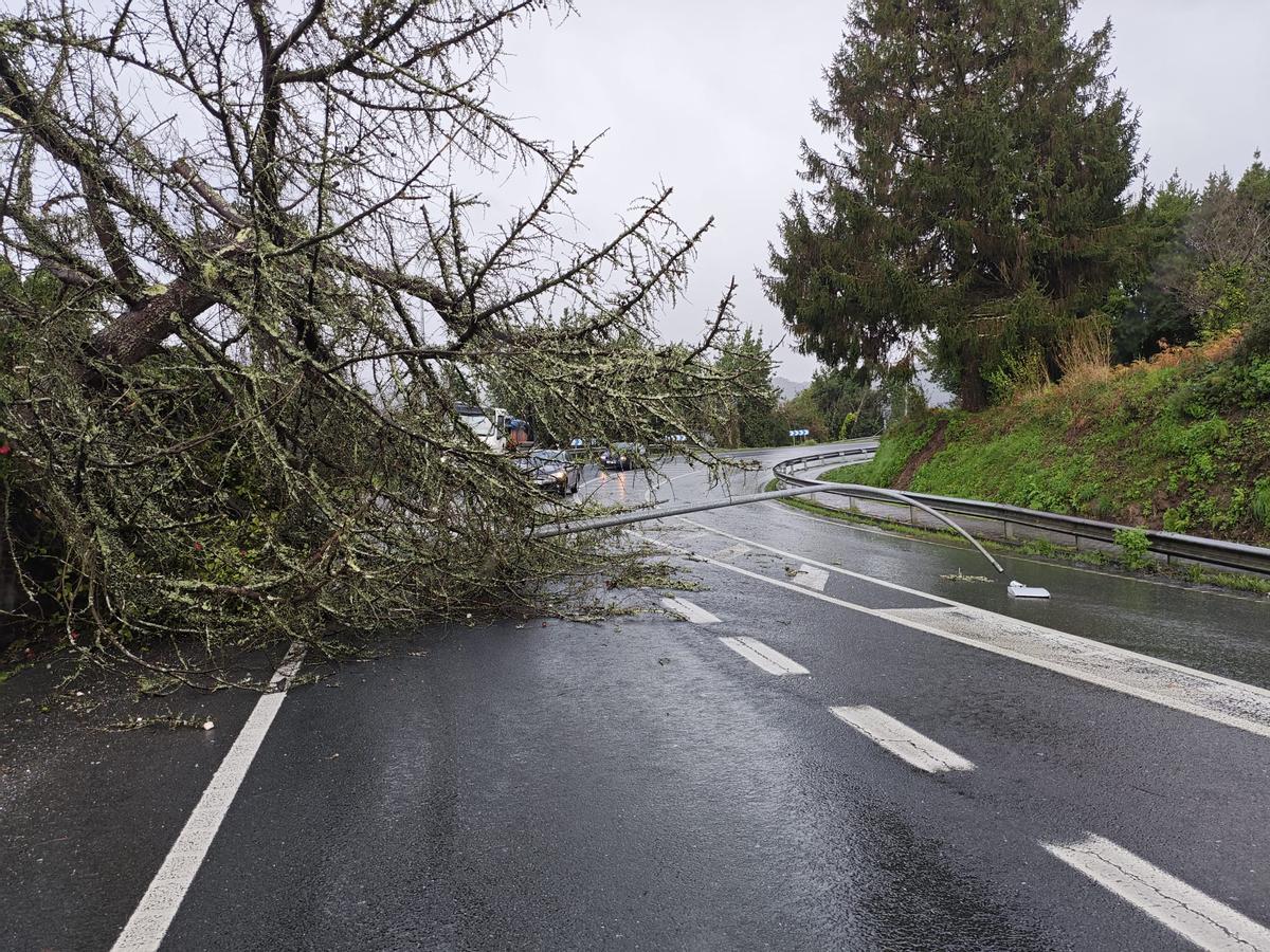 Un árbol de enormes dimensiones cae sobre la calzada en la carretera N-651 a su paso por Pontedeume (A Coruña).