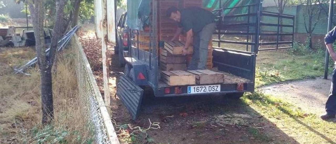 Un miembro de la Sociedade de Caza de Lalín porta cajas con especies para llevar a cabo las sueltas.